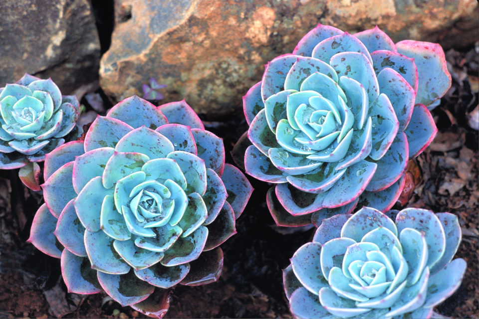 start-a-desert-garden-with-succulent-daily-easy-inspiration-for-backyard-project-9
