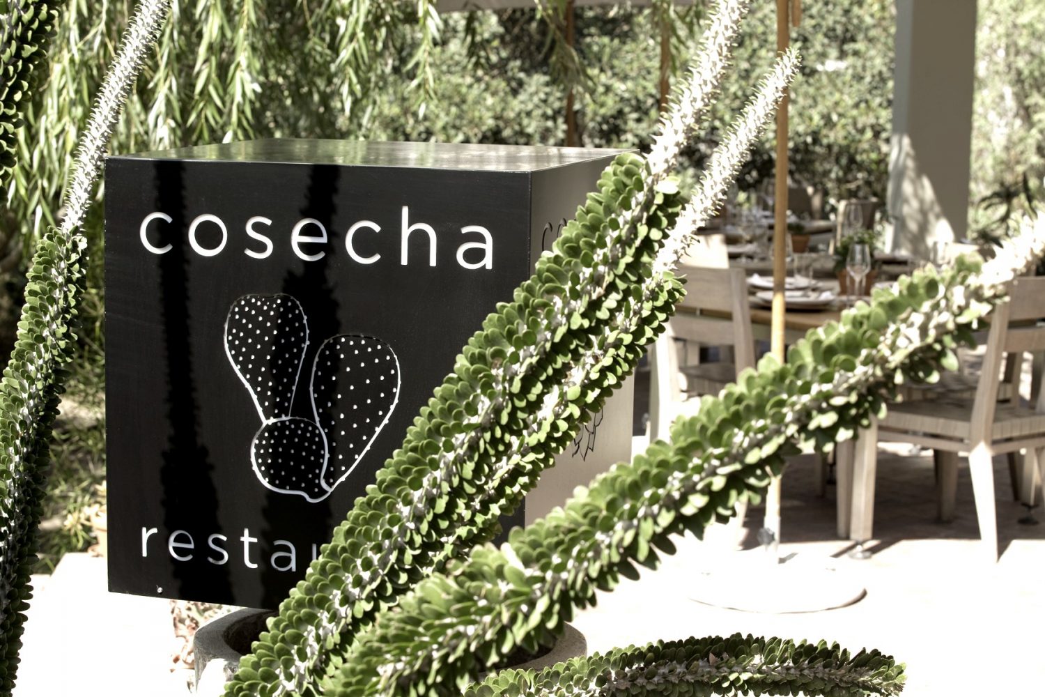 Image result for Cosecha Restaurant