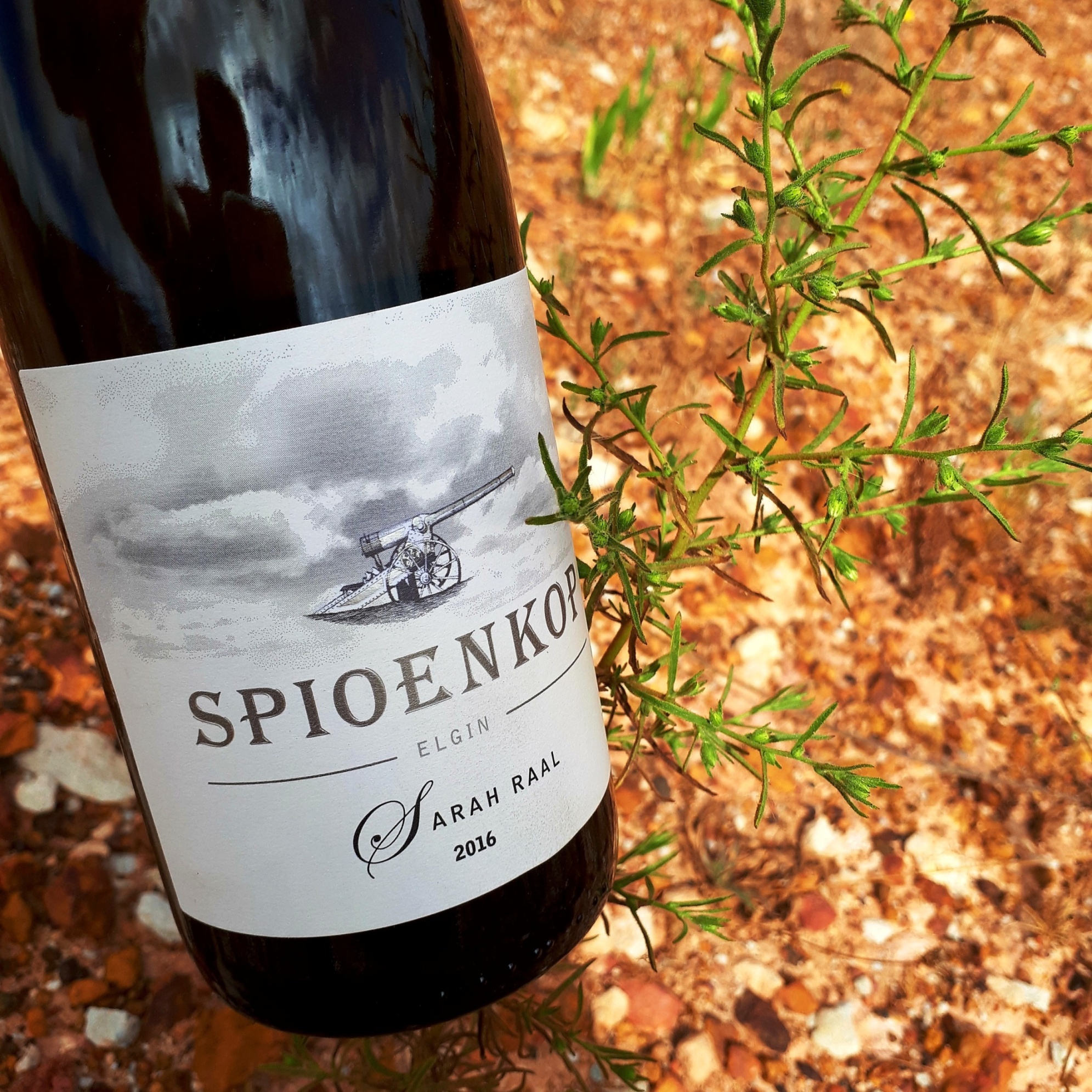 Wine Crush Wednesday: Spioenkop New Release Estate Chenin Blanc 2
